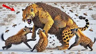 LEOPARD Infested with Millions of Parasites Rescued by Courageous Team.| Animal rescue