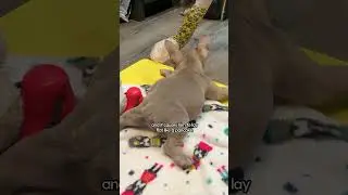 Puppy's Legs Are Almost Totally Backwards | The Dodo