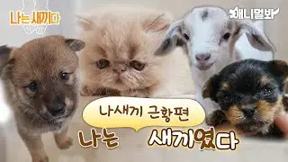 우리는 나새끼'였던' 새끼들이다. [애니멀봐 나새끼 특별호] | We Were Babies [SBS Animal I’m A Baby Special Episode]