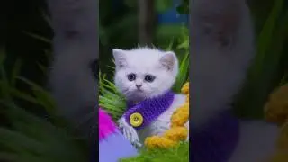 Kitty Cat Cute Video #animalvideos #catvideos #shortsfeed #kidsentertainment Mittens & Pants