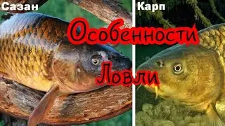 Как Ловить Карпа и Сазана в сентябре. Особенности ловли осенью.