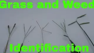 Grass and Weed Identification by Seed head