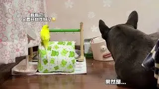 狗和鸡 Dog and the Cockatiel