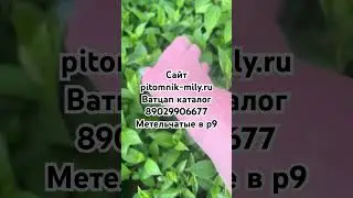 Метельчатые на сайте и Ватцап каталог