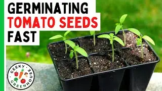 Germinating Tomato Seeds FAST - No More Failed Seeds!