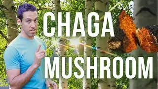 Chaga Mushroom: Benefits, Traditional Uses, and How to Brew Chaga Tea for Health