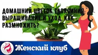 Домашний цветок Глоксиния: выращивание и уход, как размножить?