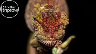 Macro Photography at Night in the Rain Forest