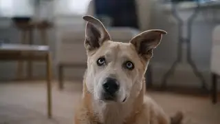 Radar, the sound sniffing dog | Chewy commercial