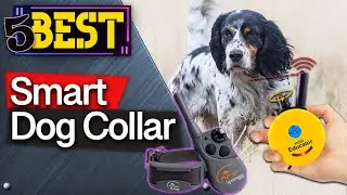 ✅ TOP 5 Best Smart Dog Collars : Today’s Top Picks