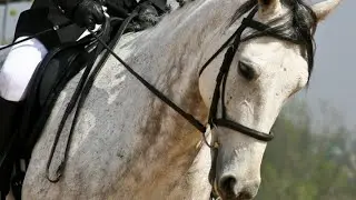 AMAZING Dressage || Scars to your beautiful