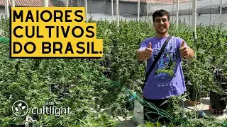 COMO FUNCIONA o CULTIVO MEDICINAL de CANNABIS no Brasil?