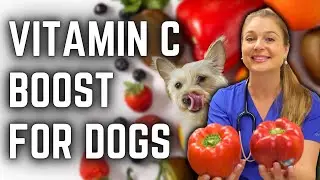 High Vitamin C Foods to Boost Your Dogs Immune System! | Veterinarian Approved!