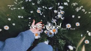 Noki Premen - Slowed + Reverb + Lyrics ( නොකි ප්‍රේමෙන් ) | ‎‎@devamusick  | @SachinBeatsOfficial