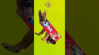 Мишка сосиска 😁 #рекомендации #cat #мышка #mem #рекомендації #меми #funny #мемы #dog #мемчики