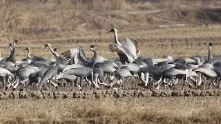 Enchanting White-naped Crane Calls in South Korea