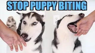 3 Easy Steps To STOP PUPPY BITING! (Siberian Husky Training)