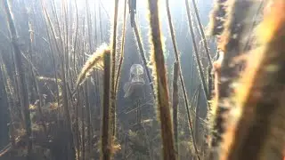 ПОДВОДНАЯ ОХОТА, СУПЕР ПРОЗРАК, много щуки.