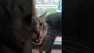 говірливий кіт 