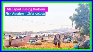 மீன் ஏலம் விடுதல் | Fish Auction | Fishing Harbour | Fishery Harbour | Manapad | Manapad Church