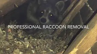 Raccoon removal