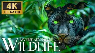 Diverse Wildlife Adventure 🐘 Discovery Incredible Animals Movie with Sweet Piano Tunes