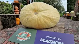 THE timelapse of 2022 | From seed to 300 kg pumpkin