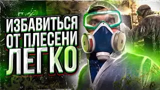 Как избавиться от плесени в подвале? Проверяем бюджетные средства от плесени