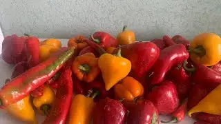 Перші посіви Перцю🌶,Баклажан🍆,Томатів🍅та всіляких Квітів🌺🌸🌼