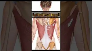 Latissimus Dorsi muscle #anatomy #shortvideo #animation #shorts