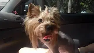 Ники's LIFE🐾№26. Перевоплощение йорка.