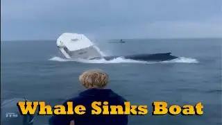 Whale Crashes Boat