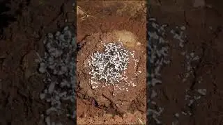 Casting a MASSIVE Ant Colony with Aluminum, Anthill Art Cast 
