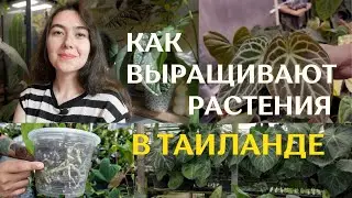 Питомники РАСТЕНИЙ в Таиланде | ОГРОМНЫЕ теплицы с растениями НА ЭКСПОРТ ⚡️