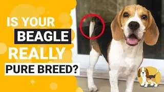 How to Identify a Pure Bred Beagle Puppy