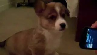 Bandit the Corgi is Not a Rihanna Fan