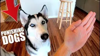 How To Punish Your Husky! (Or Any Dog)