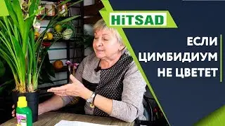 Как заставить цимбидиум цвести ✓