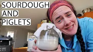 Preparing For Piglets and Starting Sourdough | Fermented Homestead