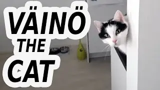 Väinö might be seeking attention (Väinö the Cat #4)