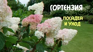 Гортензия. Посадка и уход.