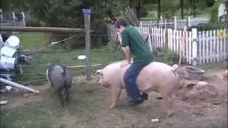 Riding Pigs