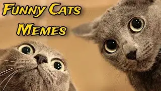 Funny Cats Memes #7 🐾😹