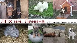 Домашний скот фильм 2015.