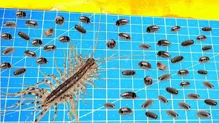 What Will Be If a House Centipede Saw 100 Woodlice At Once?