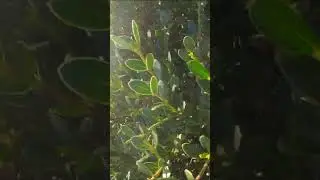 Risking all to FISH off a CLIFF