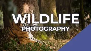 Wildlife Photography Course