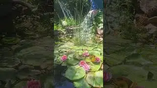 Сказочный сад.Водоем 2