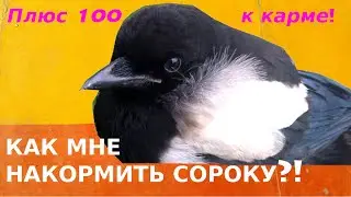 Плюс 100 к карме! Как мне накормить сороку?!