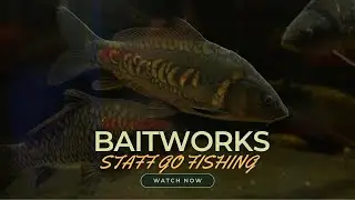 Baitworks Staff Go Fishing - BIG CARP